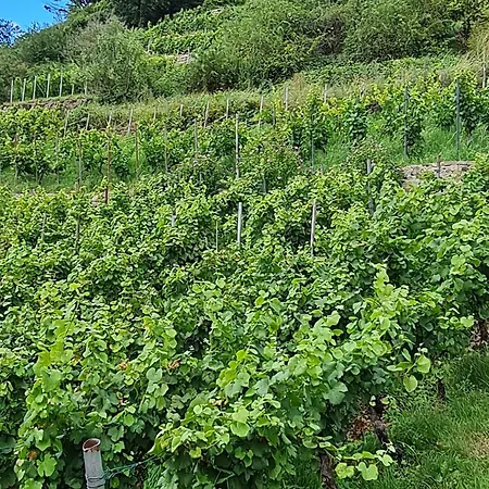 Riesling